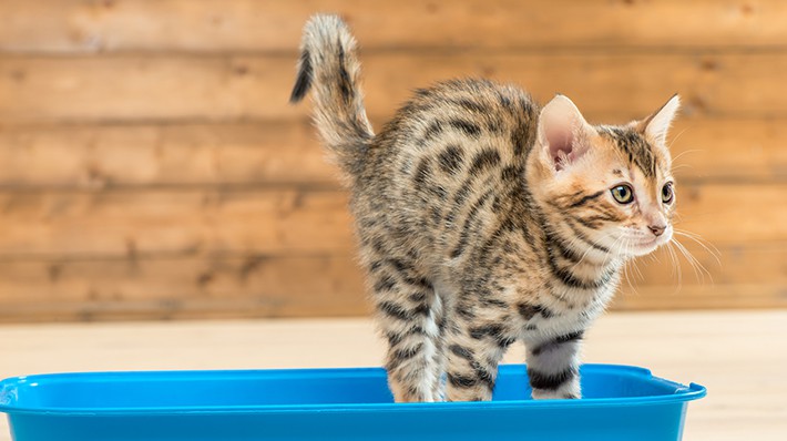 愛猫が血便を出したときの原因と対処法を獣医さんに聞きました