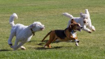 愛犬と一緒にドッグランへ！気をつけたいマナーとルール
