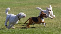 愛犬と一緒にドッグランへ！気をつけたいマナーとルール