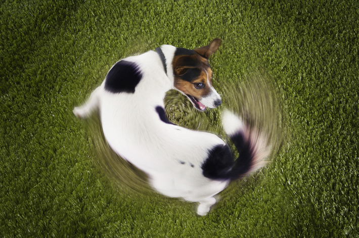 楽しい 甘えたい 辛い しっぽでわかる犬の気持ち アクサダイレクト