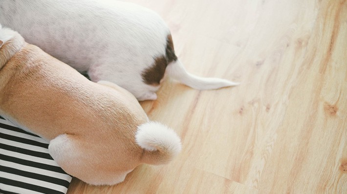 楽しい 甘えたい 辛い しっぽでわかる犬の気持ち