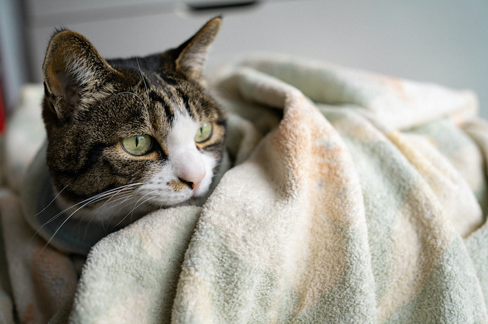 猫ウイルス性鼻気管炎の症状は、空気が乾燥しがちな冬に多くみられます。