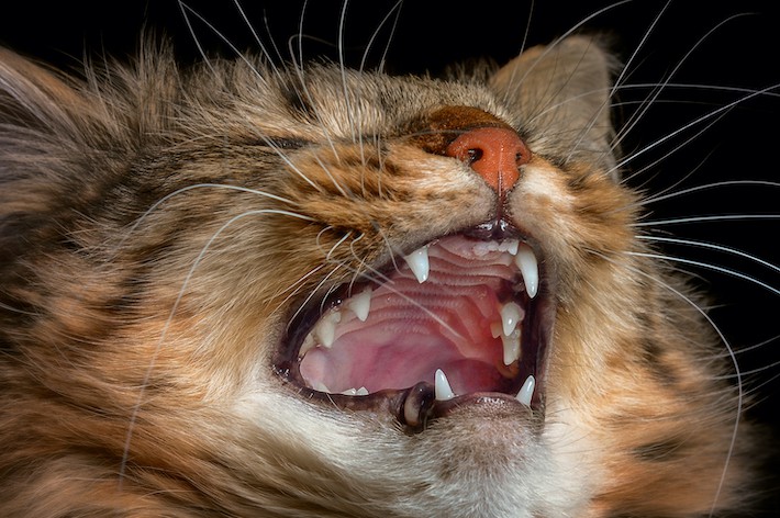 【獣医師監修】猫の鼻水やくしゃみの原因は？猫ウイルス性鼻気管炎とは