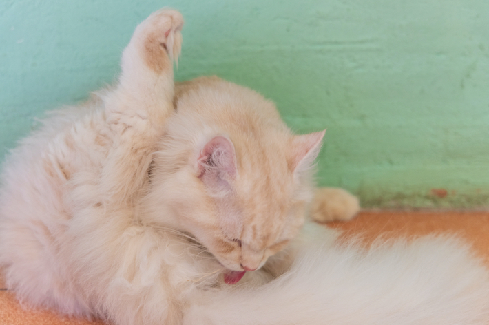 獣医師監修 猫のずりずり おしり歩き は病気のアラート