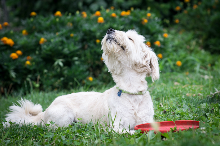 獣医師監修 犬のくしゃみが続くのは病気 原因と考えられる病気を解説