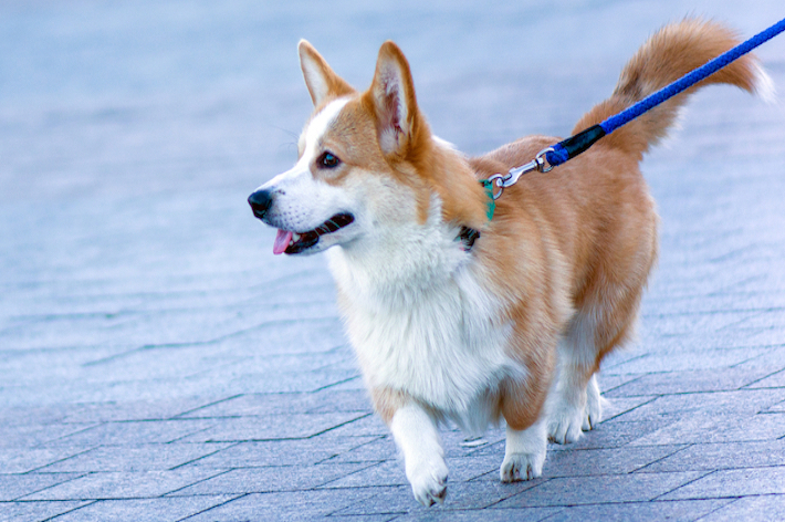 小型犬は地面に体が近いので、地面にたまった熱に注意しましょう。