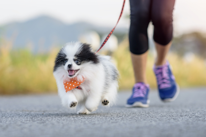 散歩は愛犬との大切なコミュニケーションの一つです。