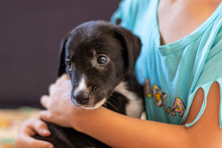 自分のライフスタイルにあった犬種を選ぶことが大切です。