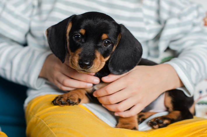 獣医師監修 初めて犬の飼い主になる ペットを飼う心構え