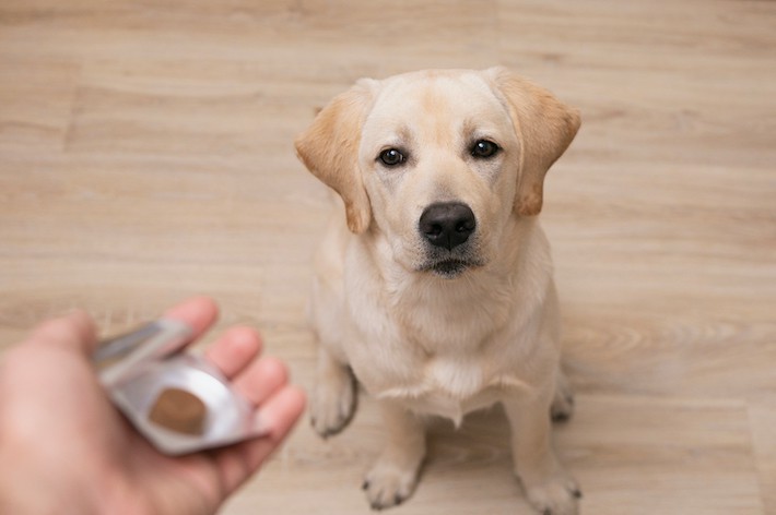 飲 ませ 薬 方 犬