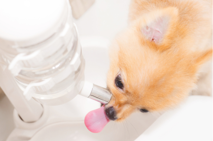 愛犬が健康な時の、水を飲む量やおしっこの量を把握しましょう。