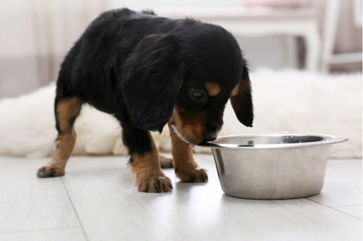 子犬の場合、1日のおしっこの回数が成犬に比べて、多くなります。