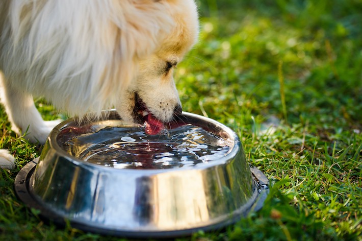 【獣医師監修】犬の多飲・多尿は病気のサイン？考えられる病気とは