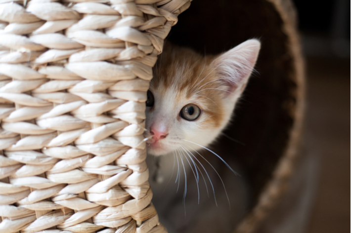 愛猫が静かにゆっくりできるスペースを作ってあげましょう。