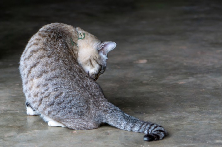 おしえて獣医さん 愛猫の フケ の原因と予防方法 アクサダイレクト