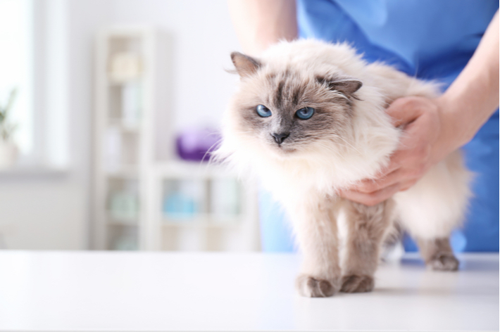 健康面で不安のある猫は動物病院で預かってもらうのがよいでしょう。