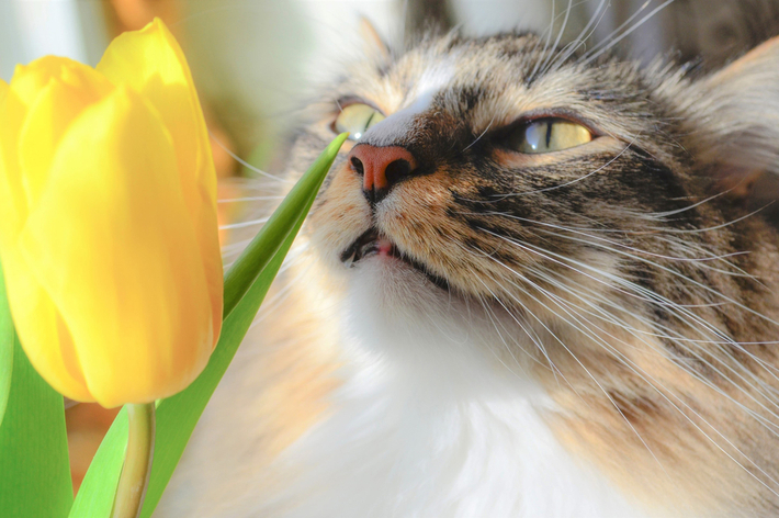 ユリ科の植物は華やかで綺麗ですが、猫にとっては危険な植物です。