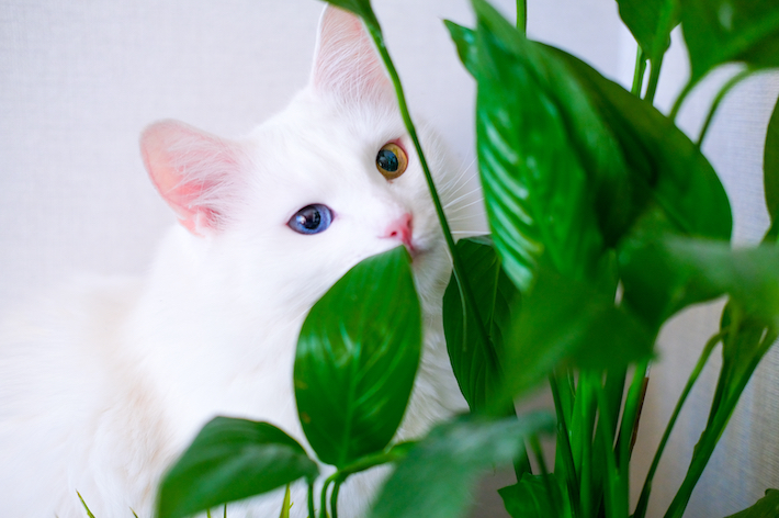 猫は非常に好奇心旺盛な動物のため、植物に興味を示しているか確認しましょう。