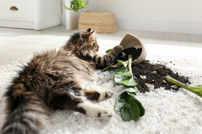 獣医師監修 猫にとって危険 安心な観葉植物 アクサダイレクト