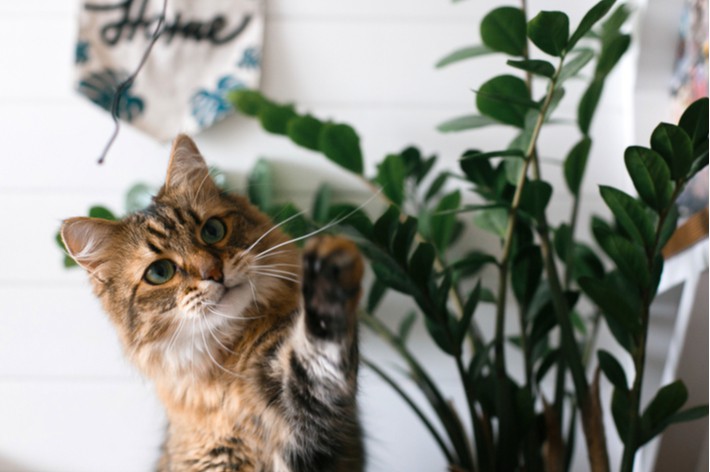 【獣医師監修】猫にとって危険・安心な観葉植物