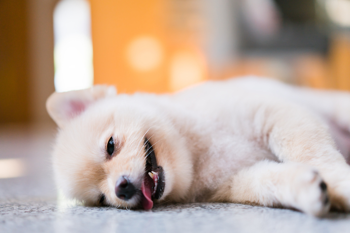 犬は体温調整が苦手な動物です。