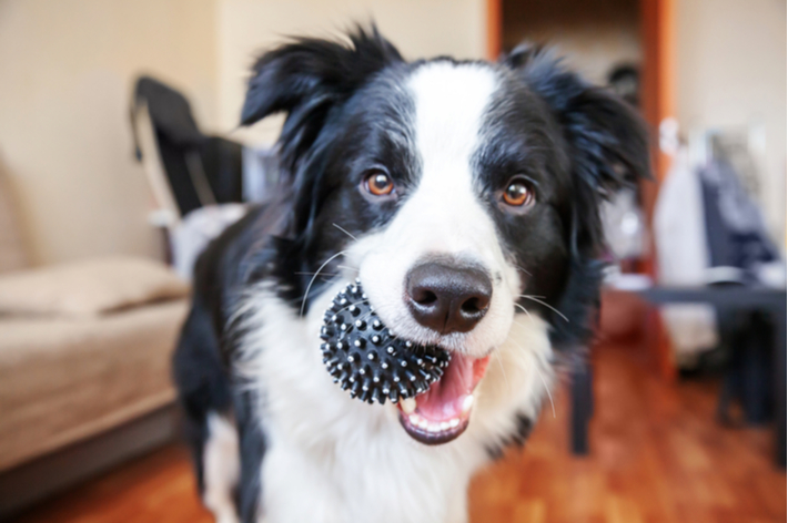 散歩が難しいときは、愛犬の運動不足・ストレス解消をこころがけましょう。