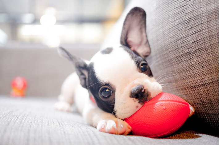 異物を飲み込まないように、子犬が届かない位置に置くなど工夫しましょう。