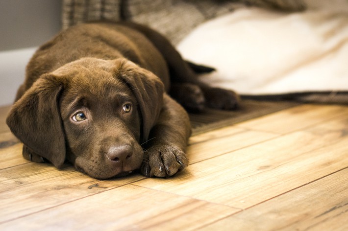 【獣医師監修】子犬に起きやすい吐き気（嘔吐、吐出）の原因と対処法