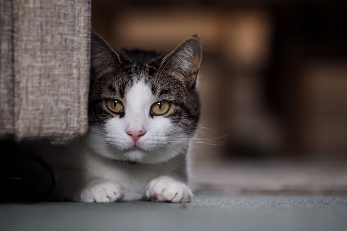 猫は非常に我慢強いので、痛さやつらさを隠します。