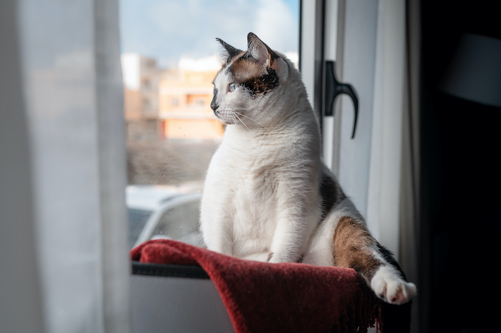 獣医師監修 猫の心臓病 心筋症 肥大型 拡張型 拘束型 アクサダイレクト 獣医師監修 猫の心臓病 心筋症 肥大型 拡張型 拘束型 アクサダイレクト