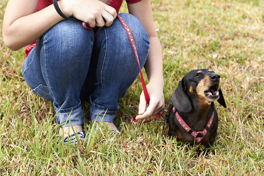 ドッグトレーナー監修 タイプ別でみる愛犬の 吠え のしつけ方