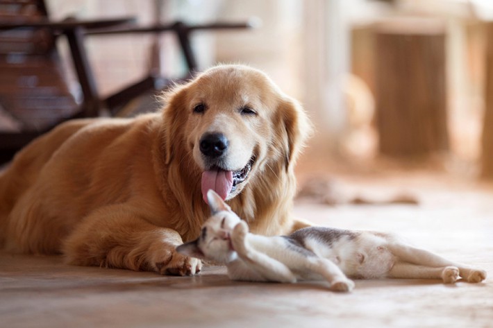 【獣医師が解説】愛犬・愛猫の熱中症対策と応急処置