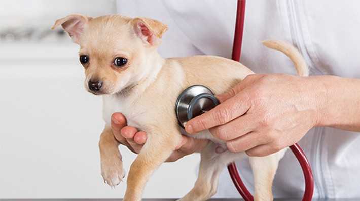 【獣医師監修】犬の健康診断｜何歳から受ける？検査内容・費用を解説！