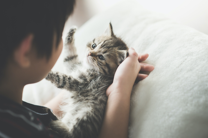 愛猫の名前には、飼い主さんの愛猫の成長を願う気持ちが込められているようです。