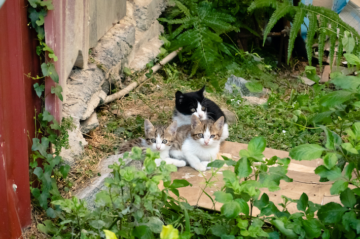 兄弟猫が周囲にいる場合は、一時的に母猫が離れているだけかもしれません。