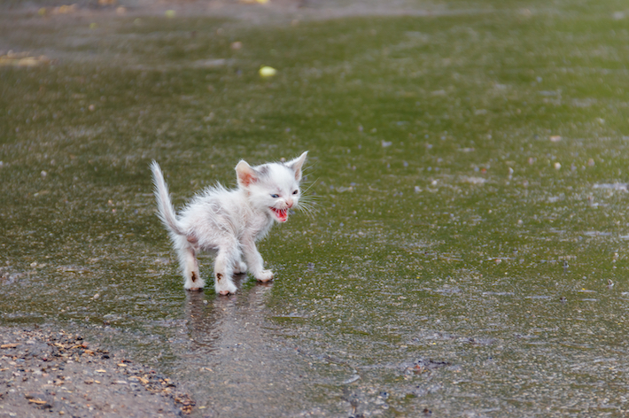 子猫を保護したらどうすればいい 保護の注意点も解説 アクサダイレクト