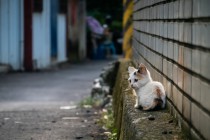 子猫を保護したらどうすればいい!? 保護の注意点も解説