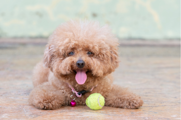 愛犬が若く、元気な時から健康診断を受けるようにしましょう。