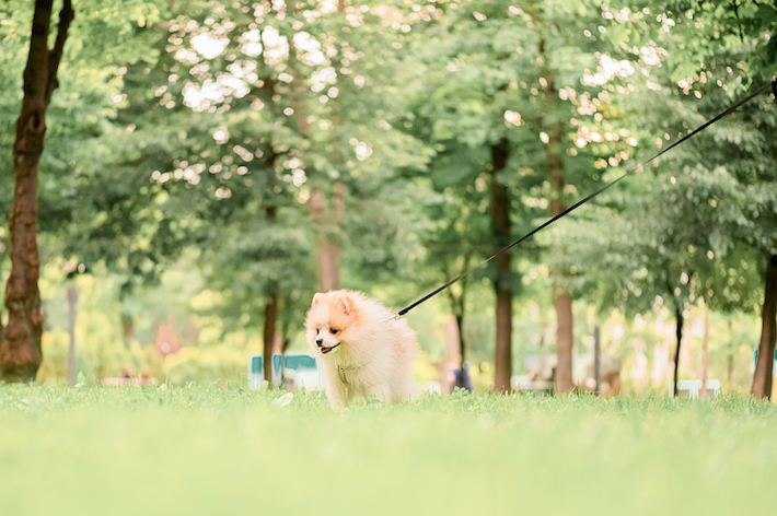 愛犬が屋外でなければ排便をしない場合、ペットシーツや容器などを用意しキャッチしましょう。