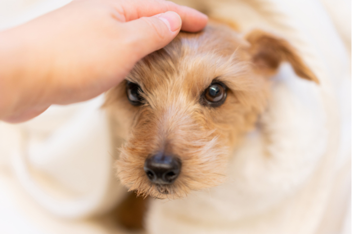 愛犬のライフステージに合わせて検査内容、頻度を検討しましょう。