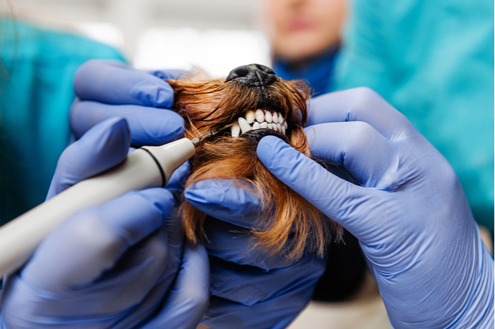実は、麻酔をかけない「無麻酔状態での歯石除去」は愛犬にストレスがかかります。