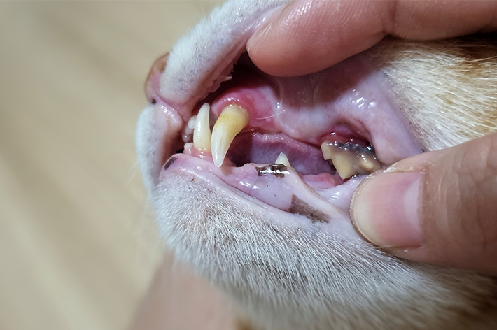 歯が黄ばんでいたり、歯肉が赤く腫れていないか、定期的にチェックしましょう。