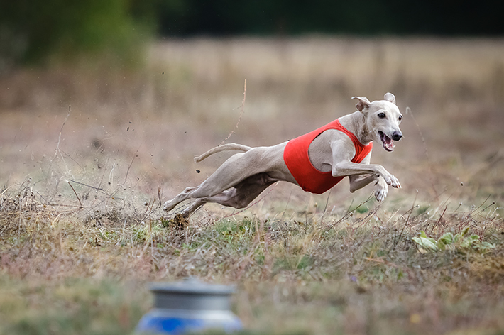 骨折しやすい犬種は、走ることに特化して改良された犬種や愛玩犬種に多くみられます。