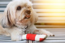 【獣医師監修】犬の骨折｜症状や応急処置、治療費について徹底解説