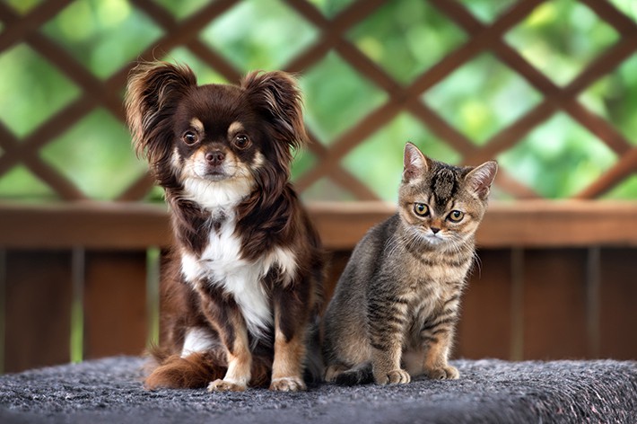 ペット保険は何歳までに加入が必要？｜犬・猫 請求件数の多い病気ランキング