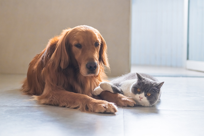 ペットにあったプラン探しは大変ですが、飼い主さんとペットにとって相性の良いペット保険は大きなメリットになります。