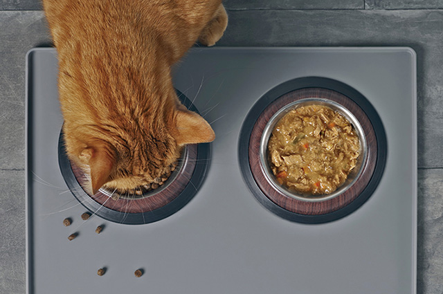 愛猫が何を食べたのか把握するためにも複数のフードを与えたり、置き餌をするのはやめましょう。