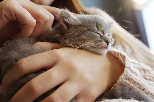 愛猫のちょっとした変化は、毎日一緒にいる飼い主さんにしか気づくことができません。