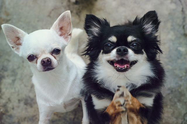 チワワはオスとメスで性格が違う 特徴や飼い方を解説