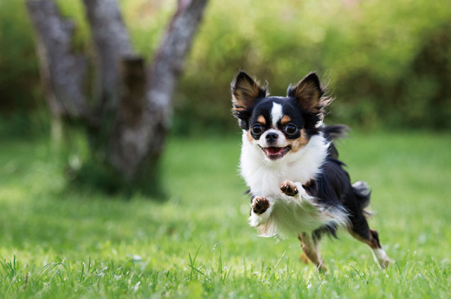 チワワは運動量が必要な犬種ですので、たくさん散歩にも連れて行きましょう。